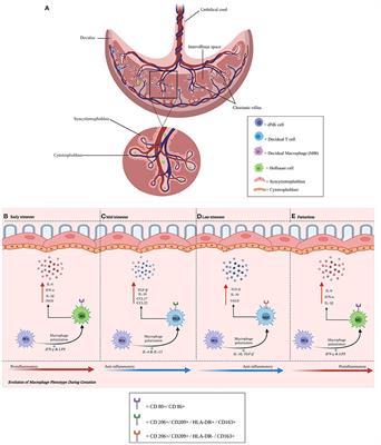 Host-Viral Interactions at the Maternal-Fetal Interface. What We Know and What We Need to Know